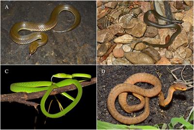 Transcriptome Analysis Reveals Olfactory System Expression Characteristics of Aquatic Snakes